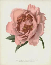 The Salmon-Colored Moutan, Moutan Officinalis var. Salmonea
